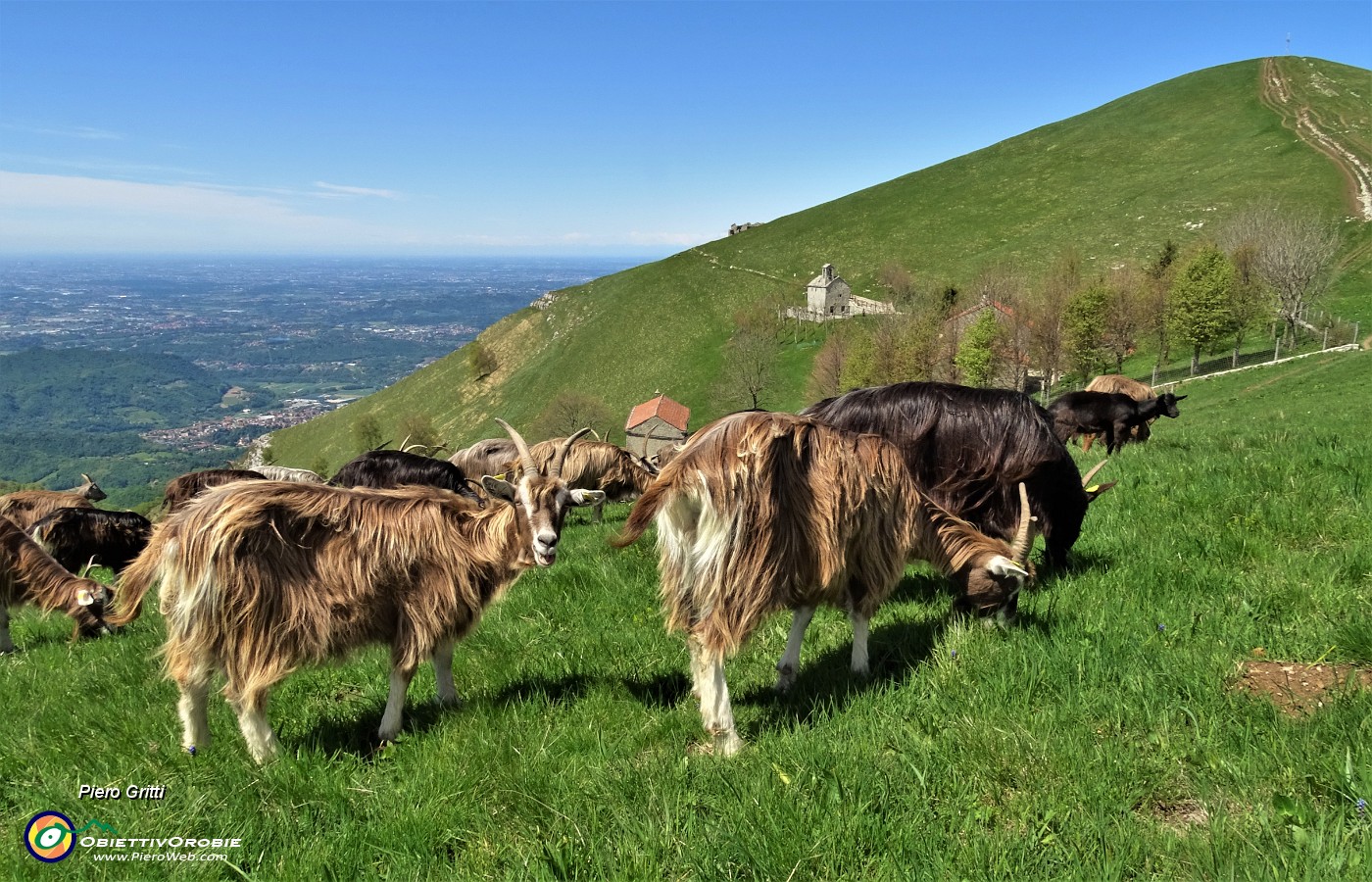 40 Capre orobiche intente a brucare erba con vista in Linzone.JPG